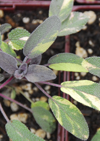 Salvia officinalis 'Mildred Faye's Rainbow'